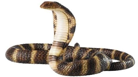 gambar ular cobra 3d  Arti Mimpi Bermain dengan Ular Kobra,